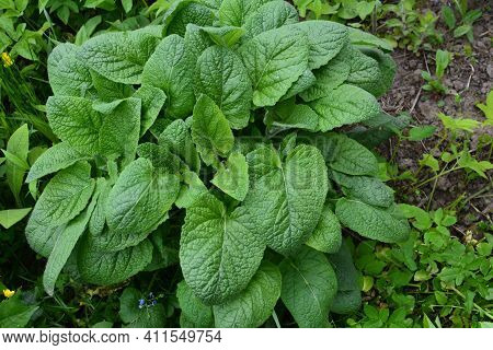Fresh Sage.extreme Close-up Of Sage Leaves In A Garden.sage, Salvia Officinalis, In Garden, Close-up
