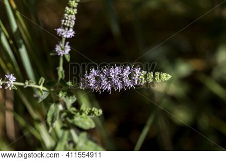 Wild, Mountain Mint (mentha Longifolia) Grows In A Mountainous Area On A Meadow On A Sunny, Summer D