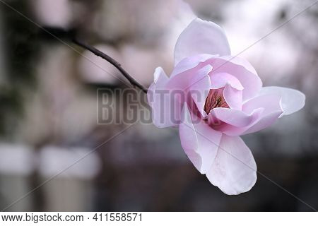 Magnolia Big Fresh Pink Flower On Blurred Background. Vancouver. British Columbia. Canada