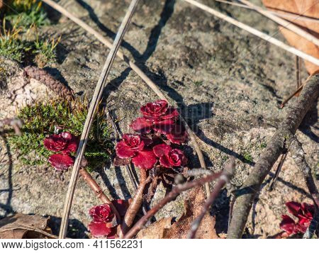 Evergreen Caucasian Stonecrop 