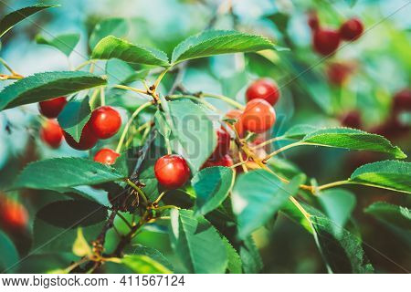 Red Ripe Cherry Berries Prunus Subg. Cerasus On Tree In Summer Vegetable Garden.