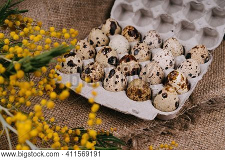 Quail Eggs In Eco-friendly Packaging. A Box Of Recycled Egg Material. A Sprig Of Mimosa. Easter Comp