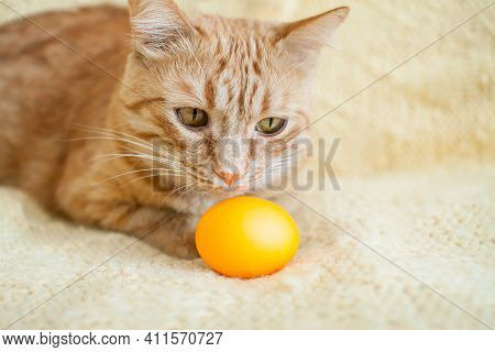 Funny Fat Ginger Cat Holding Orange Painted Eggs For Easter. High Quality Photo