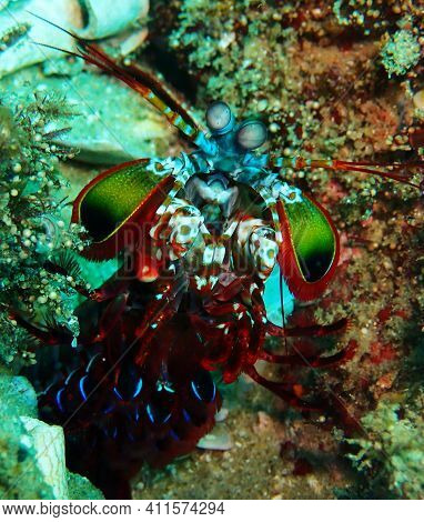 Brightly Coloured Crustacean On The Reefs On Tofo, Mozambique