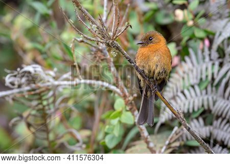 Flycatcher Perched On A Diagonal Branch Next To A Railing