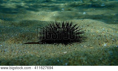 Black Sea Urchin (arbacia Lixula) Undersea, Aegean Sea, Greece, Halkidiki