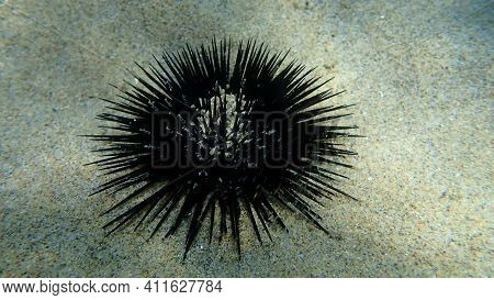 Black Sea Urchin (arbacia Lixula) Undersea, Aegean Sea, Greece, Halkidiki