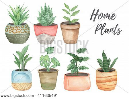 Watercolor Illustration With Home Plants Monstera, Dracena, Sansevieria Isolated On White Background