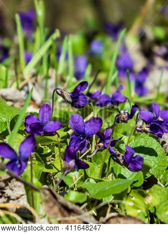 Early Spring Dark Purple Flowers Sweet Violet Or Wood Violet On The Edge Of The Forest In Clearing B