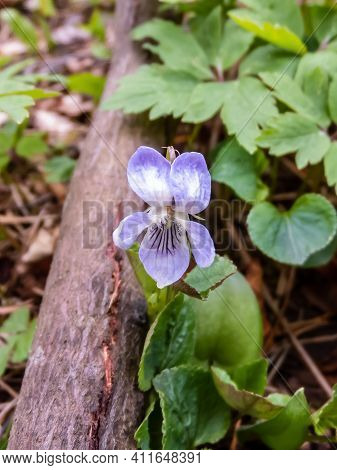 Single Milky And Violet Flower Pale Dog-violet (viola Lactea) Surrounded With Green Leaves