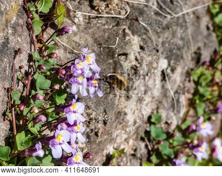 Kenilworth Ivy (cymbalaria Muralis) Little Filler Plant With Tiny Lilac-blue Snapdragon-like Flowers