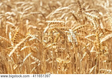 Scenic Landscape Of Ripegolden Organic Wheat Stalk Field Against Blue Sky On Bright Sunny Summer Day