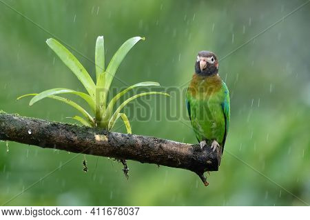 Portrait Of Light Green Parrot With Brown Head, Brown-hooded Parrot, Pionopsitta Haematotis. Wildlif