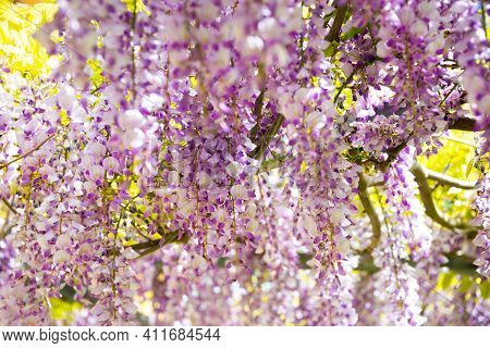 Wisteria Or Glicinia Flowers, Springtime Beautiful Bloom