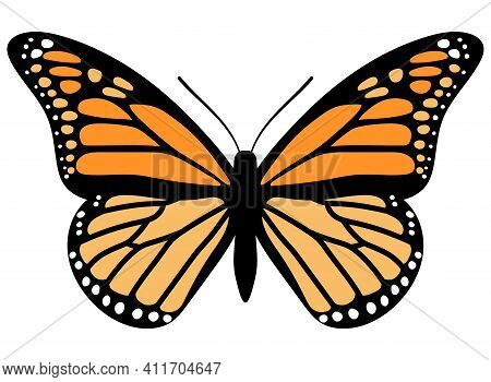 Monarch Butterfly. Hand Drawn Vector Illustration. Orange Bug.