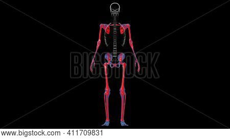 Human Skeleton Appendicular Skeleton Anatomy 3d Illustration