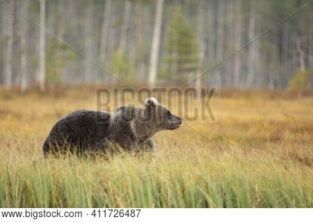 Brown Bear In The Nature Habitat Of Finland, Finland Wildlife, Rare Encounter, Big Predator, Europea