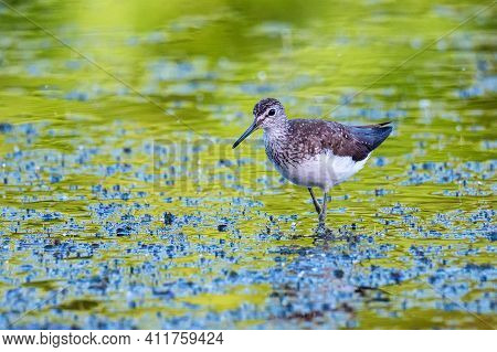 Green Sandpiper Or Tringa Ochropus Walks On Lake