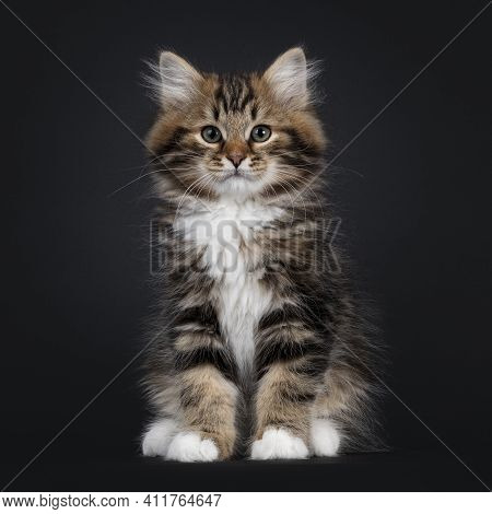 Gorgeous Brown Tabby Siberian Cat Kitten, Sitting Facing Front. Looking Straigth To Camera With Mesm