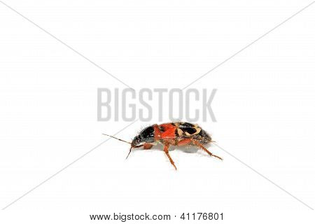 Stinkbug auf weißem Hintergrund