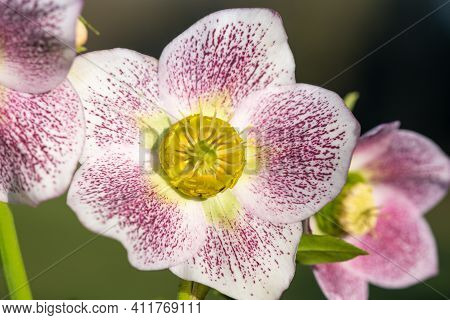 Hellebore Flower