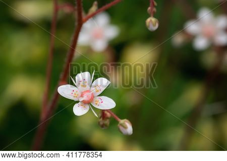 Blooming Flowers Of Saxifrage Umbrosa In The Summer Garden Close-up
