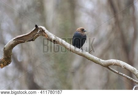 A Brown-headed Cowbird Perching On The Tree Branch