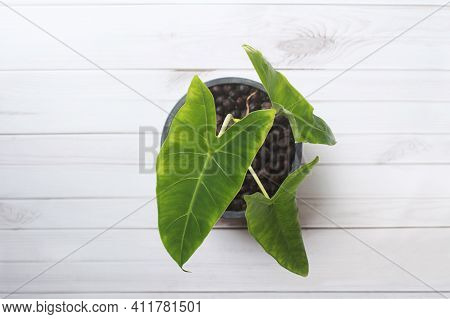 Top View Of Philodendron Plants In Pots On An Old Wooden Table, Beautiful Houseplant \'philodendron 