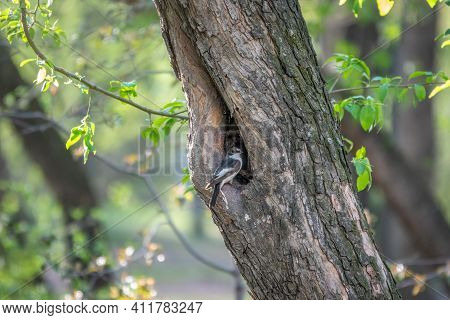 European Pied Flycatcher Male Sits On A Tree Trunk Near The Hollow. Cute Little Black White Songbird