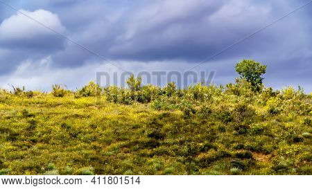 Landscape Of White, Yellow, Blue Flowers, With Green Trees, Mountains And Blue Sky With Clouds. Spri