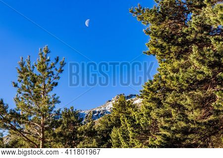 Blue Sky With Half Moon By Day And Green Trees. La Morcuera, Madrid.