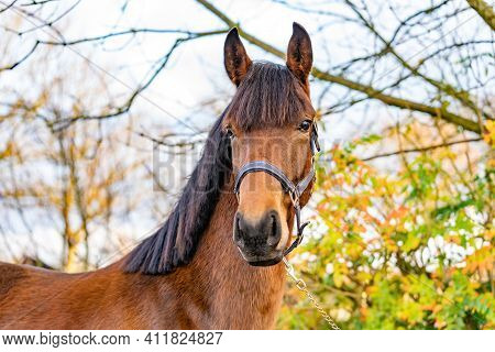 A Head Of A Brown Kwpn Stallion, Dutch Warmblood Horse, 2 Years Old. Outside Against A Green And Yel