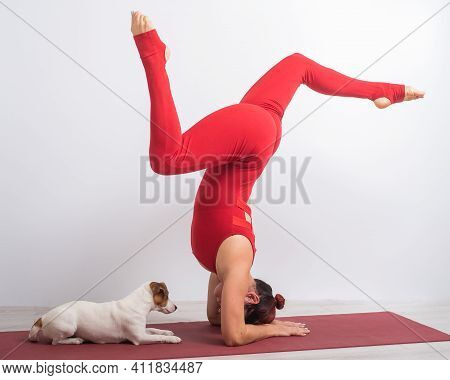 Caucasian Woman Practices Yoga In A Red Bodysuit With Her Dog Jack Russell Terrier On A White Backgr