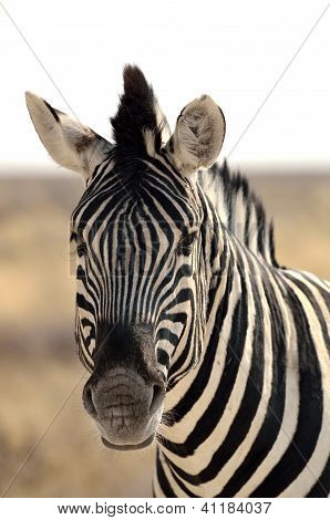Detail Zebra Burchellova