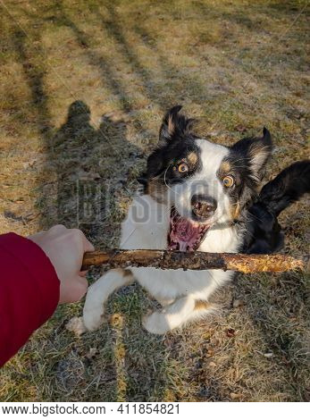 Australian Shepherd Dog takes apport from owner hand, playing at spring park. Happy Aussie walks at outdoors sunny day.