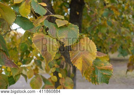 Green, Yellow And Brown Leaves Of Ulmus Laevis In October