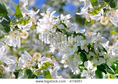 Apple Tree flores