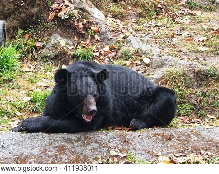 The American Black Bear In Padmaja Naidu Himalayan Zoological Park. Darjeeling City, India. 2011 Apr