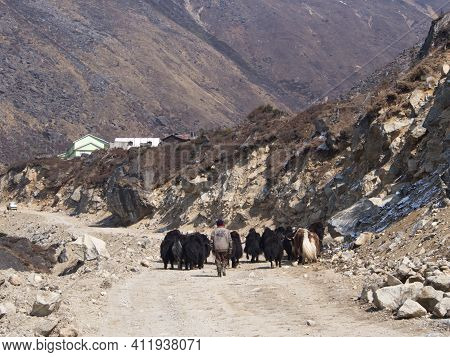 The Yak On The Road. Himalayan, Sikkim Area, India. 2011 April 15Th.