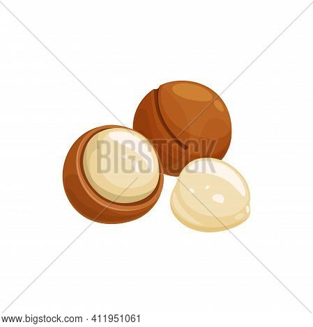 Macadamia Nuts In Shell And Unshelled Isolated Cartoon Queensland Nuts. Vector Bush Maroochi Bauple 