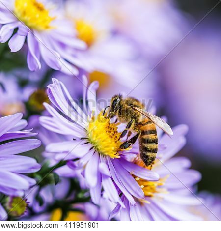 Beautiful Blue Flowers Sapphire Mist.aster Dumosus With A Bee In Autumn Garden.