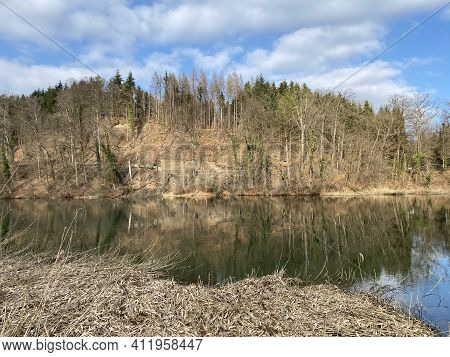 Mixed Forests And Coastal Trees Along The Reuss River And Flach Lake Or Flachsee In The Natural Prot