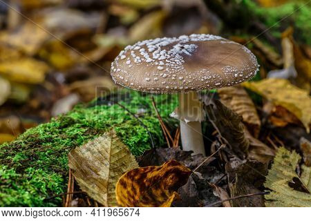 The Death Angel An Deadly Poisonous Mushroom, Scientific Name:amanita Pantherina.the Mushroom Grows 