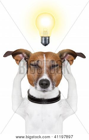 Intelligenter intelligenter Hund