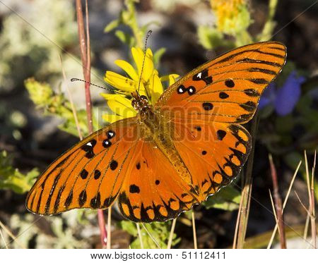 Gulf fritillary butterfly.