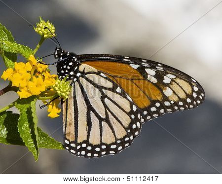 Monarch butterfly.