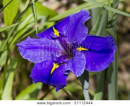 Louisiana iris