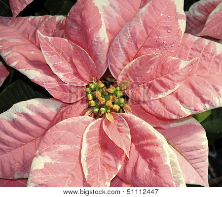 Poinsettia