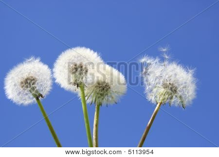 Mooie witte paardebloemen