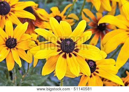 Heliopsis Flower